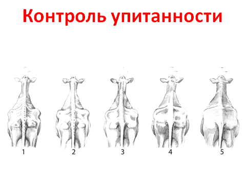 КОНТРОЛЬ УПИТАННОСТИ СКОТА
